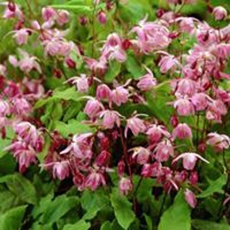 Epimedium youngianum 'Roseum' P9 - afbeelding 4
