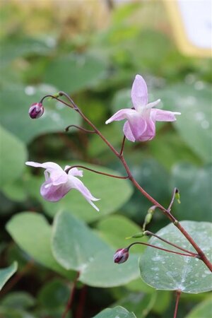 Epimedium youngianum 'Roseum' P9 - afbeelding 6
