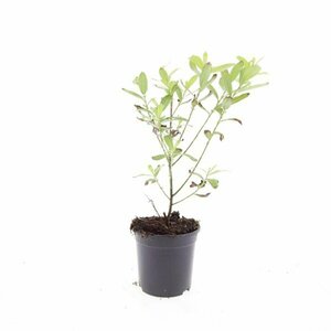Salix gracilistyla 'Mount Aso' - afbeelding 5