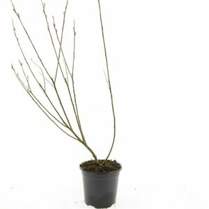 Salix gracilistyla 'Mount Aso' - afbeelding 2