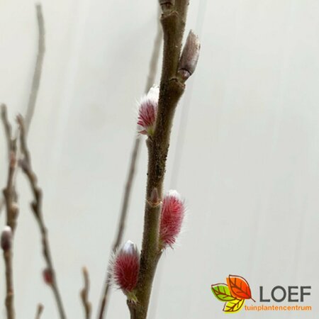 Salix gracilistyla 'Mount Aso' - afbeelding 1