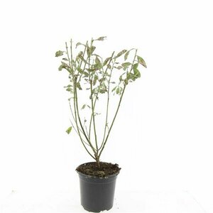 Salix gracilistyla 'Mount Aso' - afbeelding 4