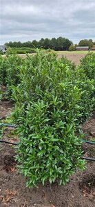 Prunus laur. 'Sofia' - afbeelding 14