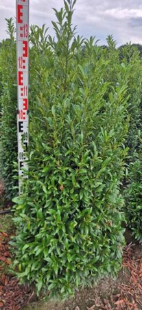 Prunus laur. 'Sofia' - afbeelding 10