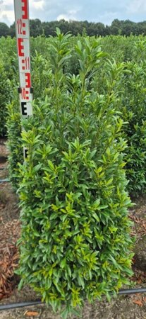 Prunus laur. 'Sofia' - afbeelding 19