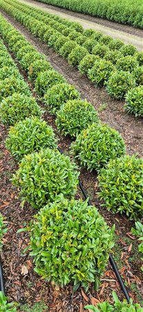 Prunus laur. 'Sofia' - afbeelding 8