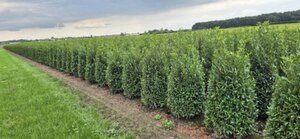 Prunus laur. 'Sofia' - afbeelding 3