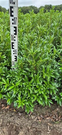Prunus laur. 'Sofia' - afbeelding 17