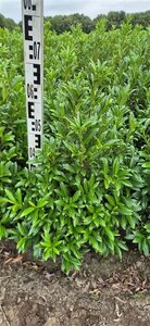 Prunus laur. 'Sofia' - afbeelding 17