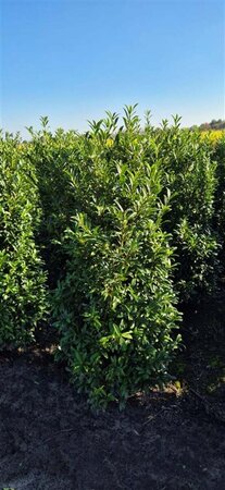 Prunus laur. 'Sofia' - afbeelding 11