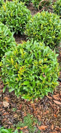 Prunus laur. 'Sofia' - afbeelding 9