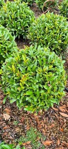 Prunus laur. 'Sofia' - afbeelding 9