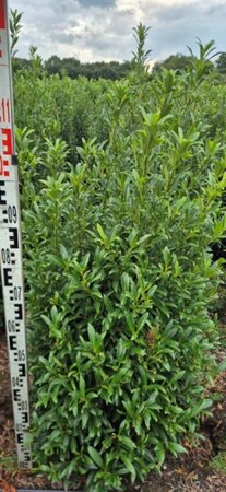 Prunus laur. 'Sofia' - afbeelding 16