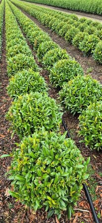 Prunus laur. 'Sofia' - afbeelding 20