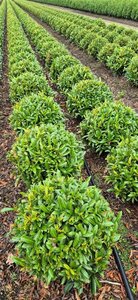 Prunus laur. 'Sofia' - afbeelding 20