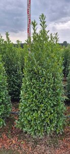 Prunus laur. 'Sofia' - afbeelding 7