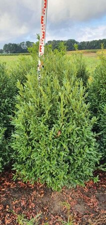 Prunus laur. 'Sofia' - afbeelding 13