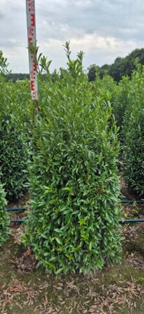 Prunus laur. 'Sofia' - afbeelding 5
