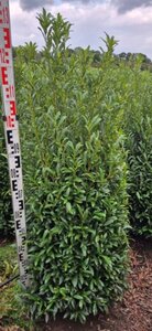 Prunus laur. 'Sofia' - afbeelding 6