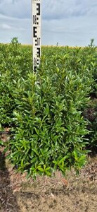Prunus laur. 'Sofia' - afbeelding 18