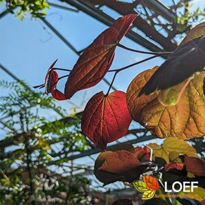 Cercis canadensis 'Forest Pansy' - afbeelding 3