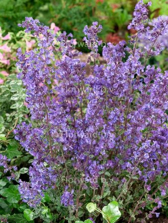 Nepeta 'Kit Cat' P9 - afbeelding 1