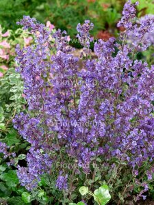 Nepeta 'Kit Cat' P9