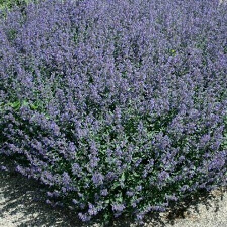 Nepeta 'Kit Cat' P9 - afbeelding 2