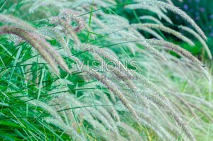 Pennisetum orientale 'Fairy Tails' P9