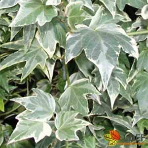 Hedera helix 'White Ripple' Haagelement 120x180