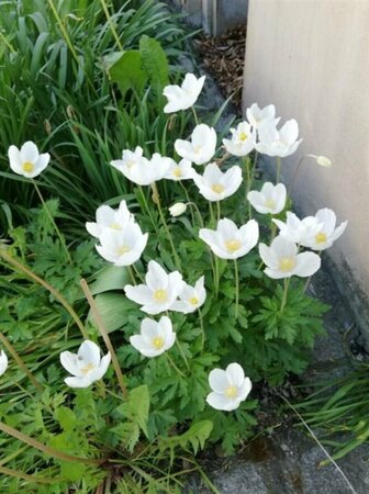 Anemone sylvestris P9 - afbeelding 3