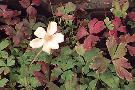Anemone sylvestris P9 - afbeelding 1