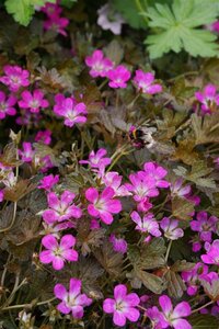 Geranium 'Orkney Cherry' P9 - afbeelding 1