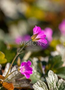 Geranium 'Orkney Cherry' P9 - afbeelding 2