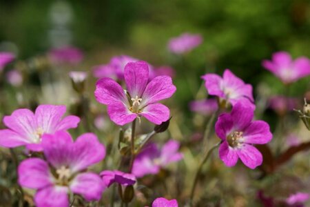 Geranium 'Orkney Cherry' P9 - afbeelding 3