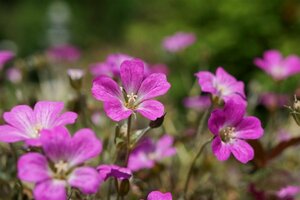 Geranium 'Orkney Cherry' P9 - afbeelding 3
