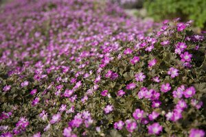 Geranium 'Orkney Cherry' P9 - afbeelding 4