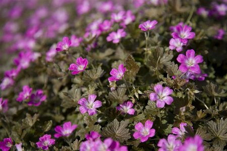 Geranium 'Orkney Cherry' P9 - afbeelding 5