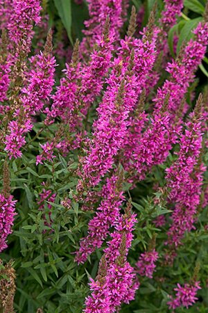 Lythrum salicaria 'Rosy Gem' P9 - afbeelding 2