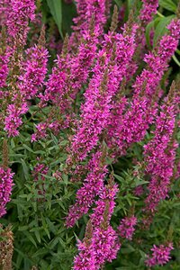 Lythrum salicaria 'Rosy Gem' P9 - afbeelding 2