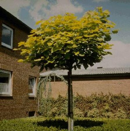 Catalpa bignonioides 'Aurea'