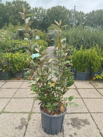 Elaeagnus ebbingei 'Compacta' - afbeelding 3
