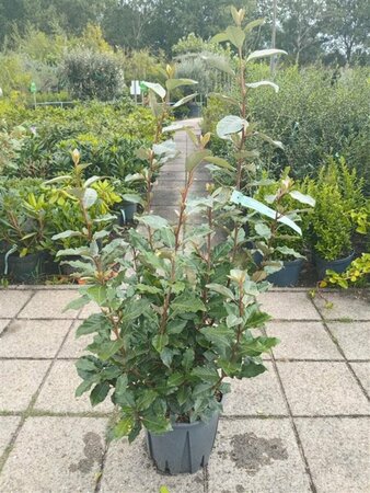 Elaeagnus ebbingei 'Compacta' - afbeelding 2