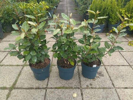 Elaeagnus ebbingei 'Compacta' - afbeelding 11