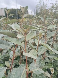Elaeagnus ebbingei 'Compacta' - afbeelding 10
