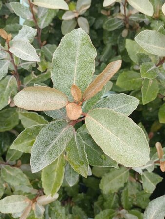 Elaeagnus ebbingei 'Compacta' - afbeelding 9