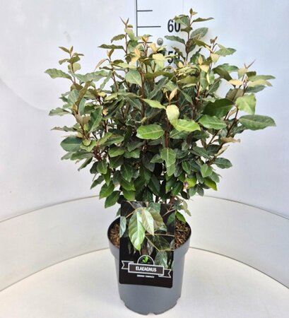 Elaeagnus ebbingei 'Compacta' Leischerm 120 x 180 C. - afbeelding 6