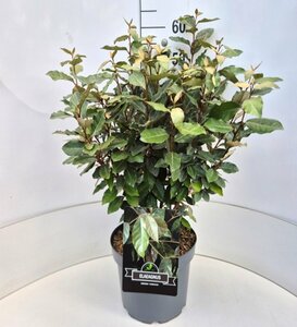 Elaeagnus ebbingei 'Compacta' Leischerm 120 x 180 C. - afbeelding 6