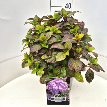 Hydrangea serrata 'Preziosa' C2 - afbeelding 6