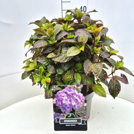 Hydrangea serrata 'Preziosa' C2 - afbeelding 7